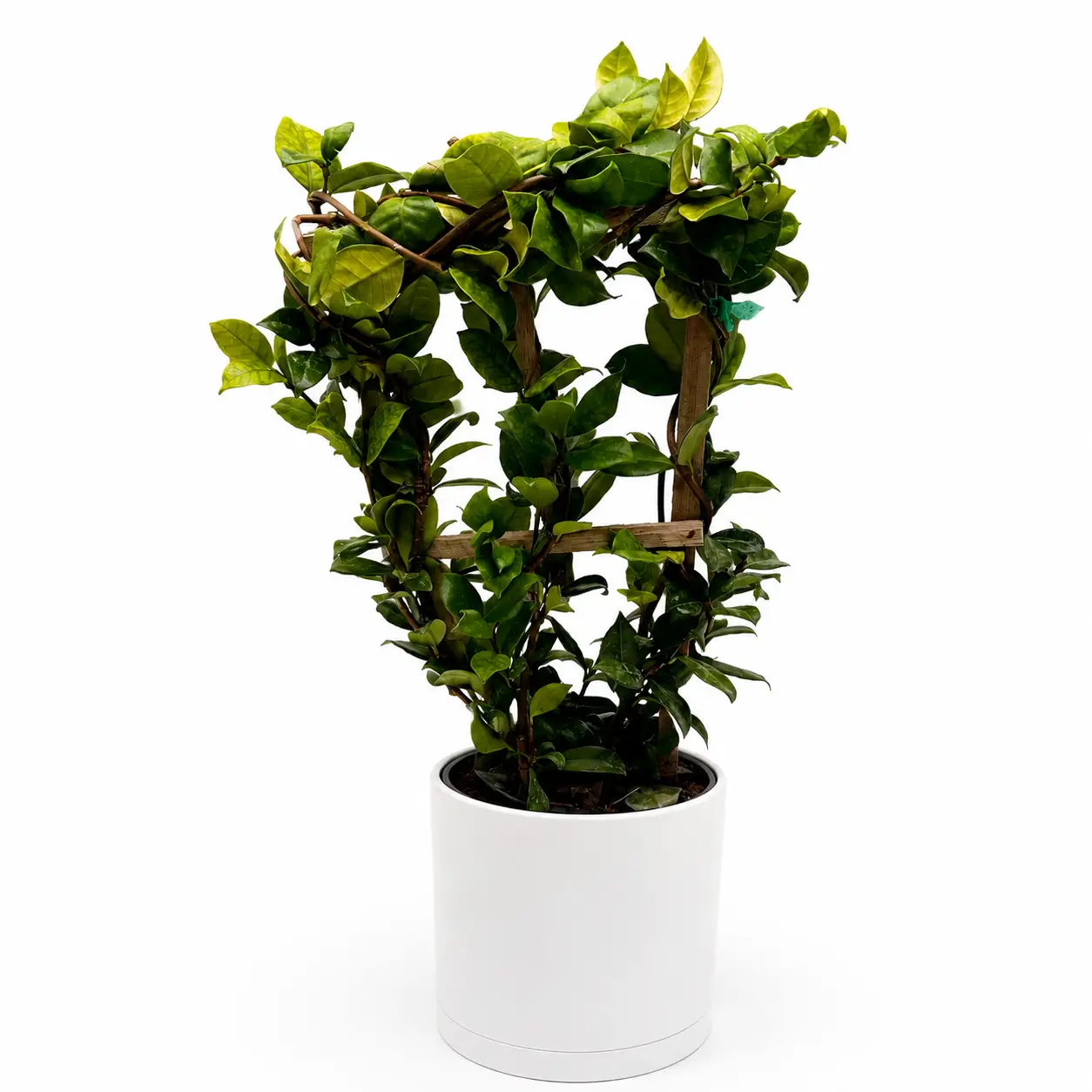 Star Jasmine Vine for Patio and Indoor Fragrance
