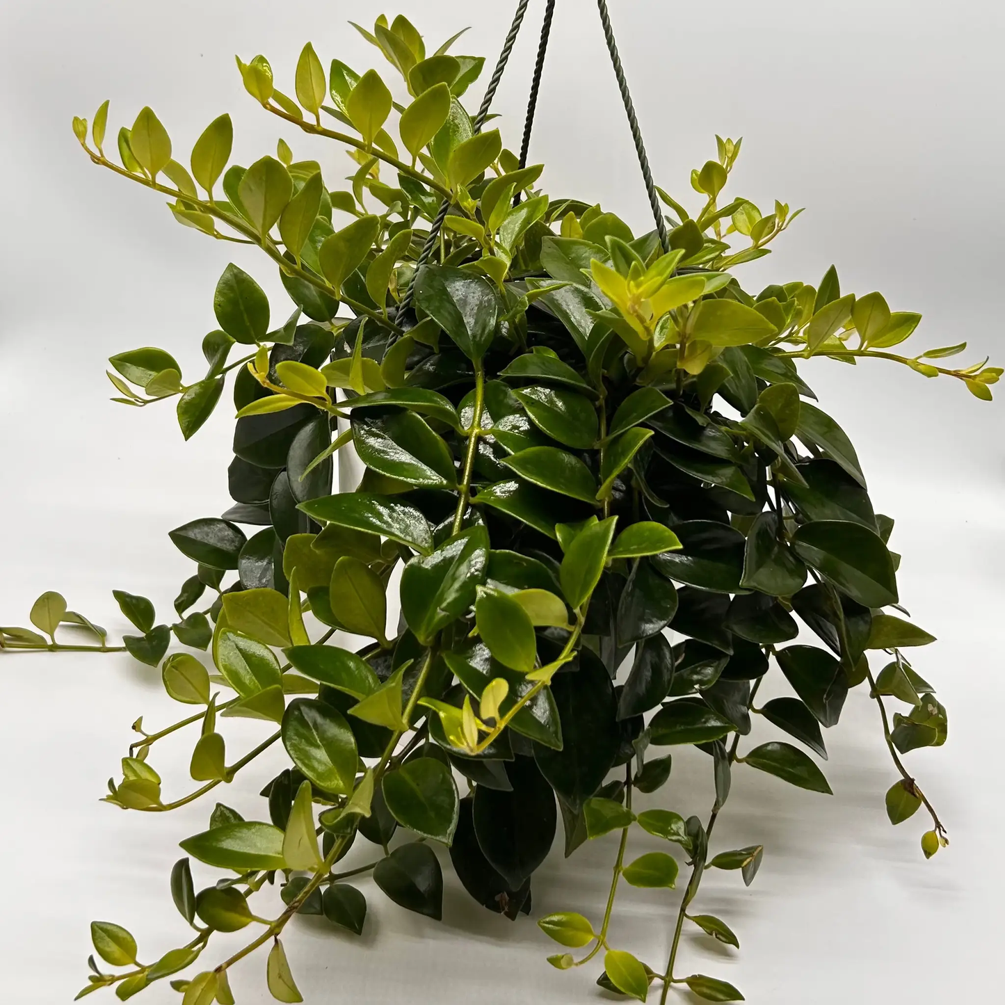 Aeschynanthus Lipstick Plant Mona Lisa Houseplant