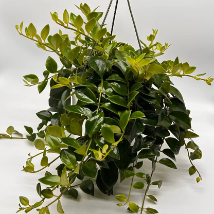 Aeschynanthus Lipstick Plant Mona Lisa Houseplant