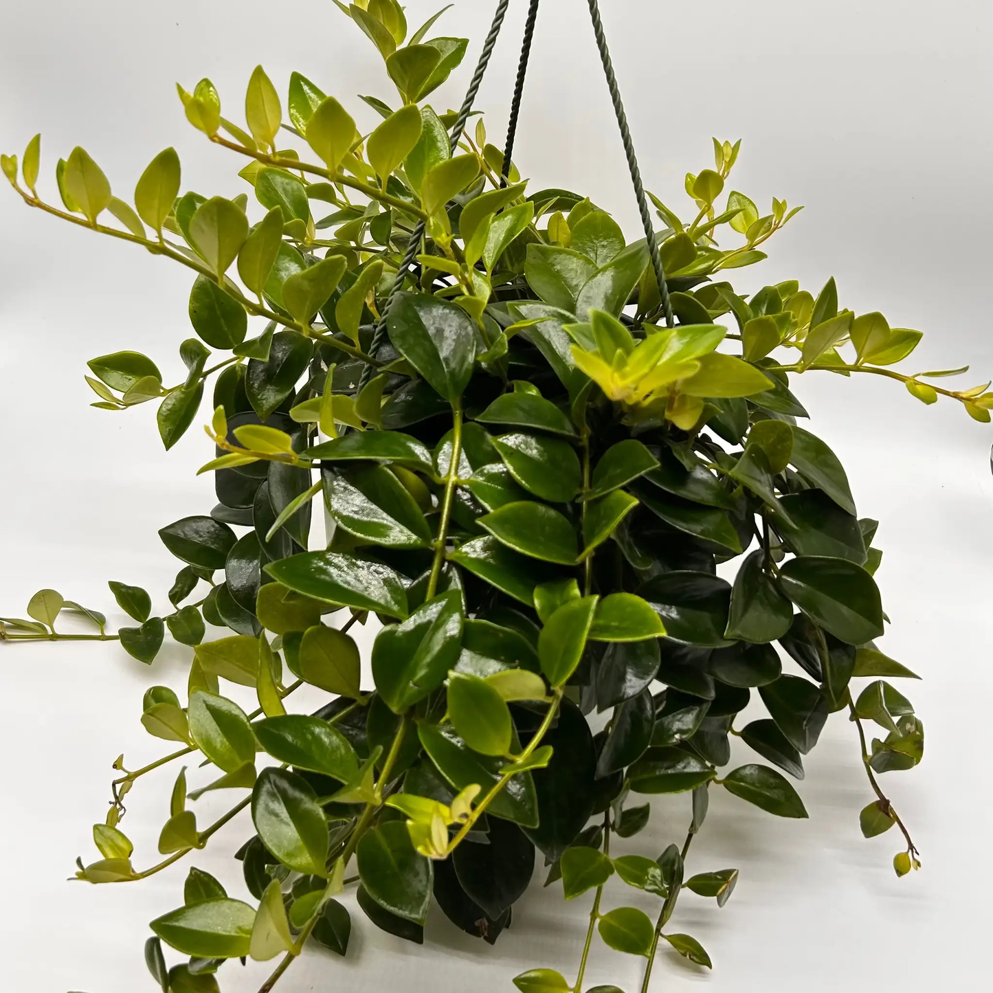 Aeschynanthus Lipstick Plant Mona Lisa Houseplant