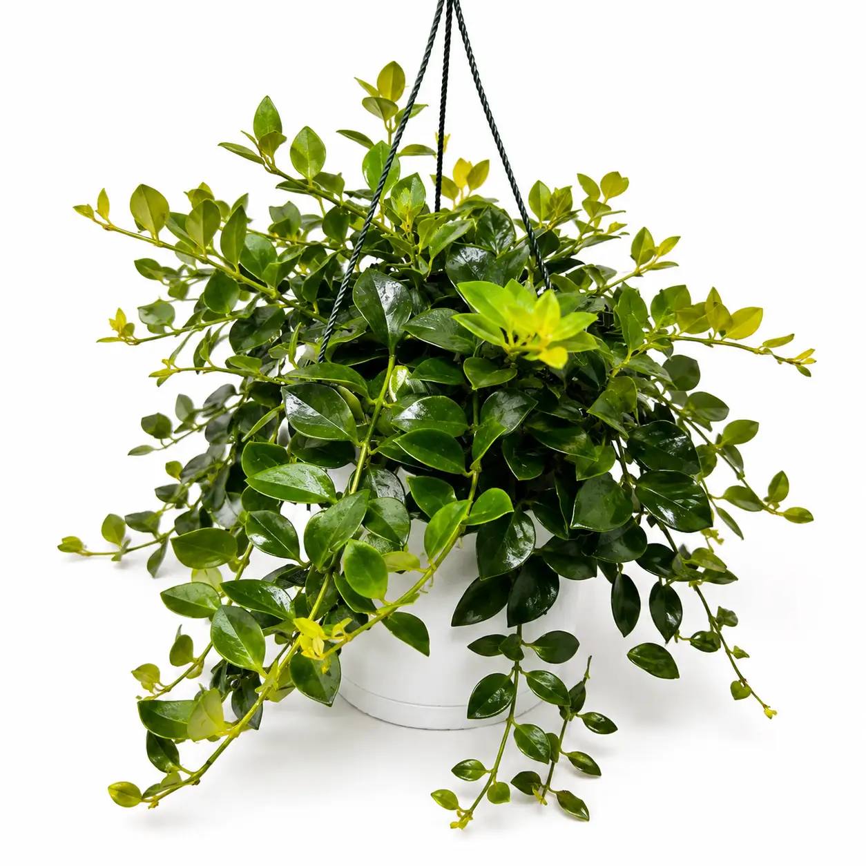 Aeschynanthus Lipstick Plant Mona Lisa Houseplant