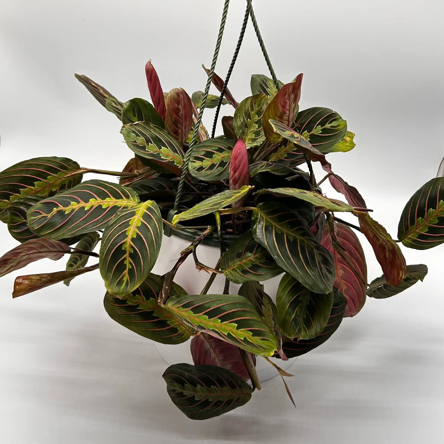 Maranta Red Prayer Plant With Red Veined Leaves