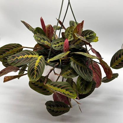 Maranta Red Prayer Plant With Red Veined Leaves