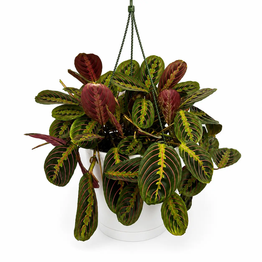 Maranta Red Prayer Plant With Red Veined Leaves