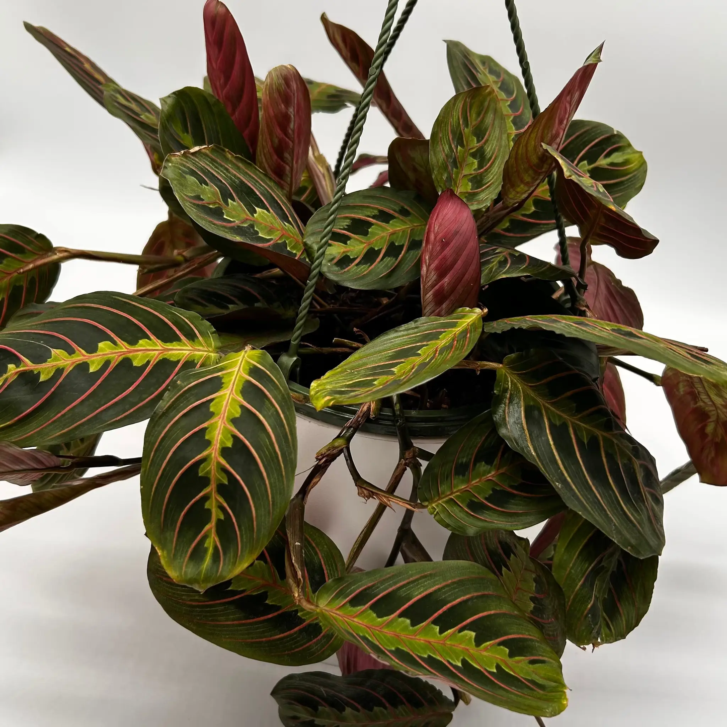 Maranta Red Prayer Plant With Red Veined Leaves