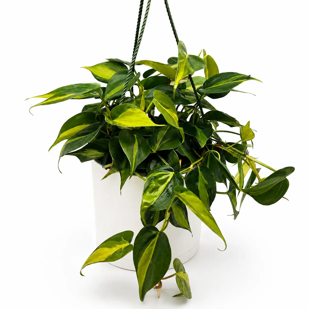 Philodendron Brazil Heartleaf variegated hanging plant with yellow leaves in a white pot on Tampa Home & Garden Store