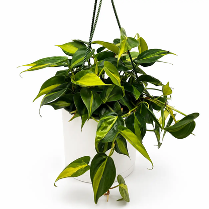 Philodendron Brazil Heartleaf variegated hanging plant with yellow leaves in a white pot on Tampa Home & Garden Store
