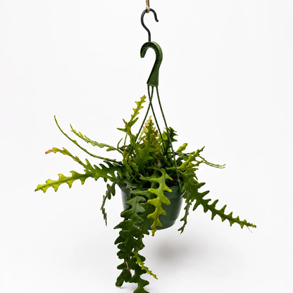 Fishbone Cactus Ric Rac Plant with Zigzag Stems