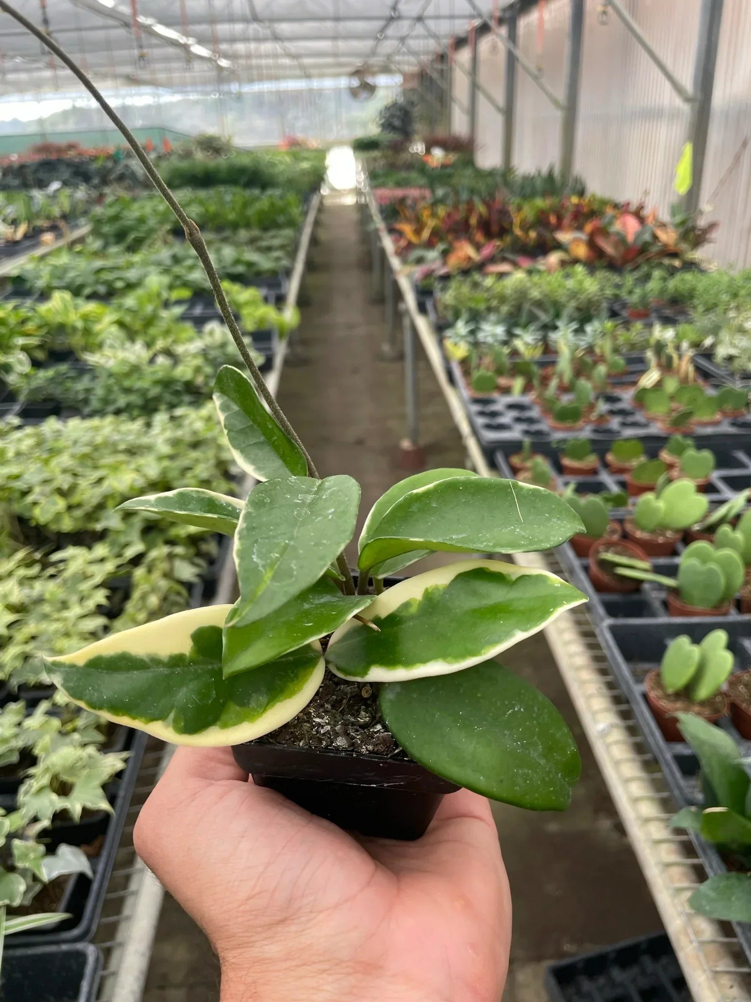 Hoya Carnosa Tricolor variegated indoor plant with green and cream leaves in small pot on Tampa Home & Garden Store