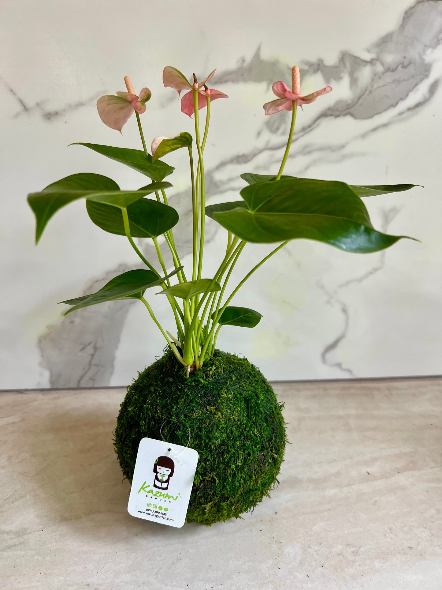 Anturio | Kokedamas de bolas de musgo