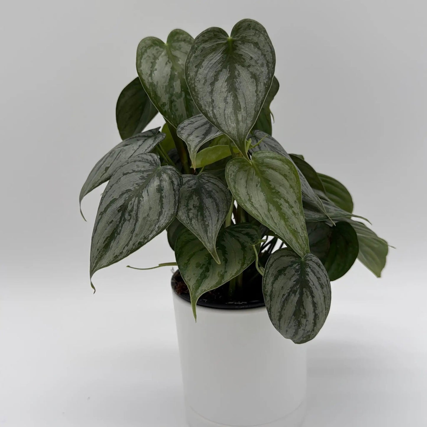Philodendron Brandi plant with silver variegated leaves in a white pot on Tampa Home & Garden Store