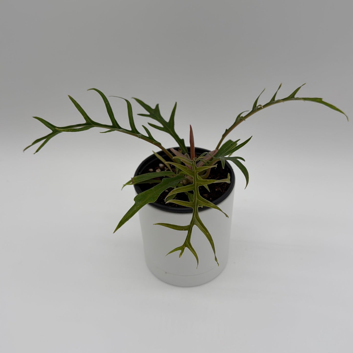 Philodendron Tortum