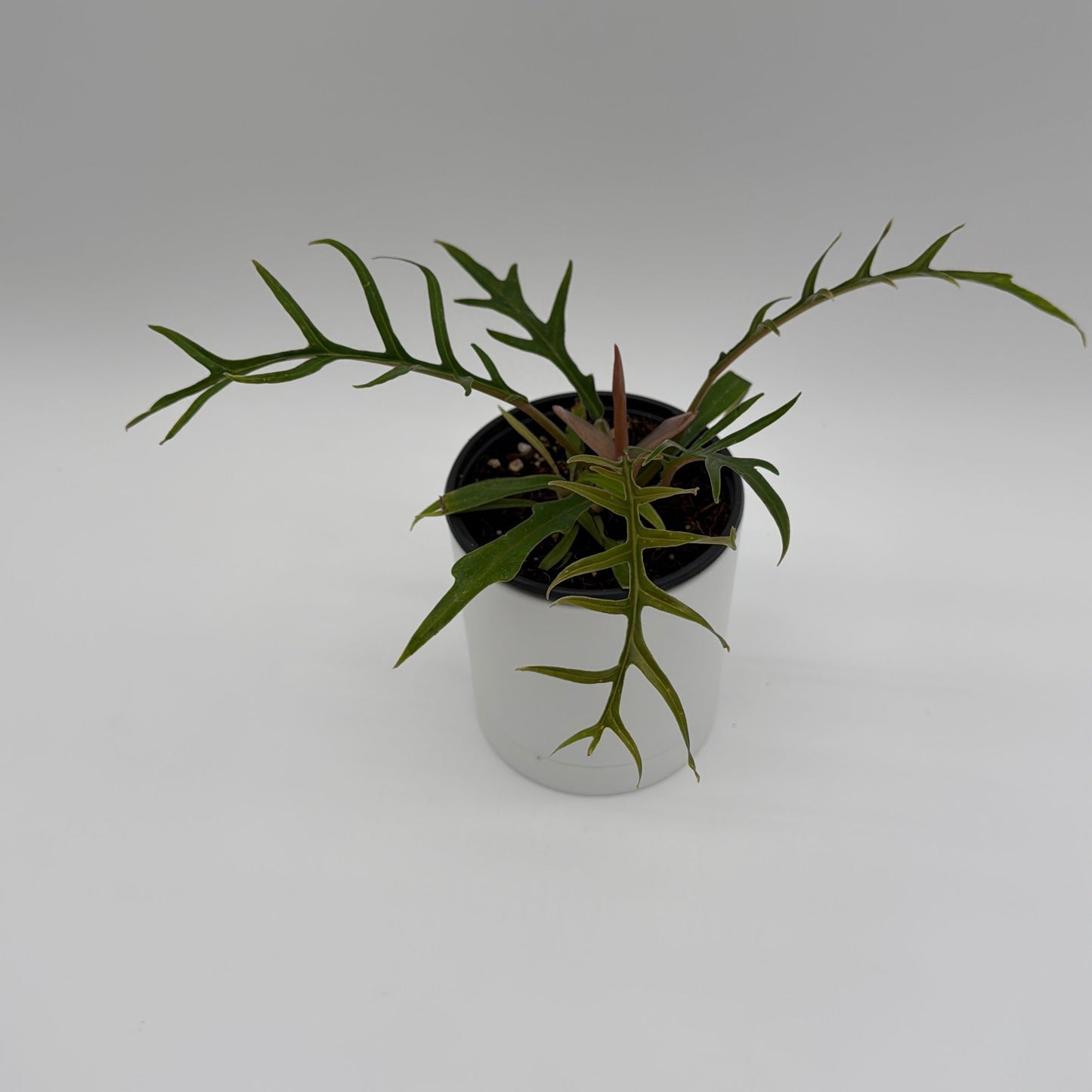 Philodendron Tortum