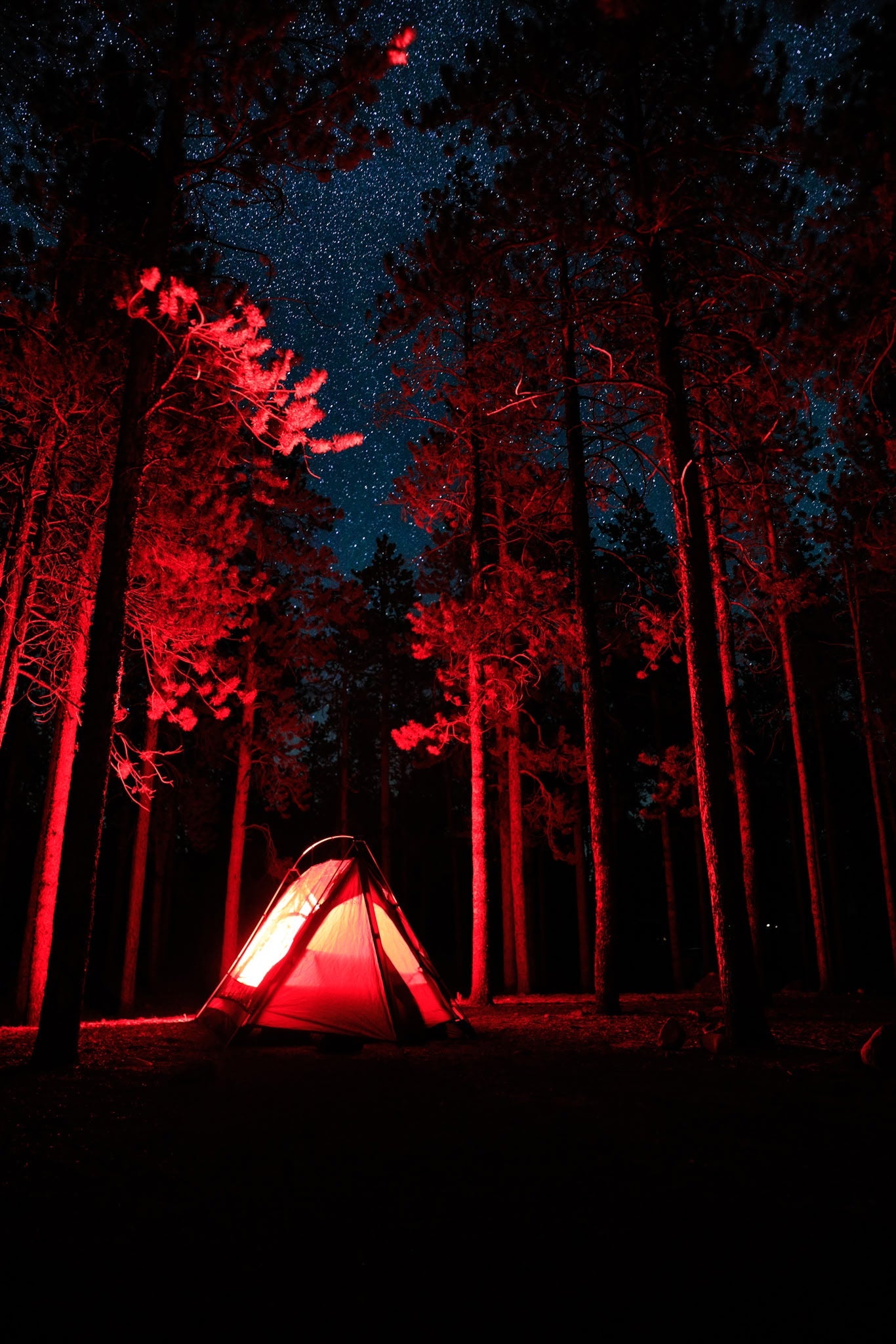 Sky View Duo Tent glowing red in a pine forest under a starry night sky on Tampa Home & Garden Store