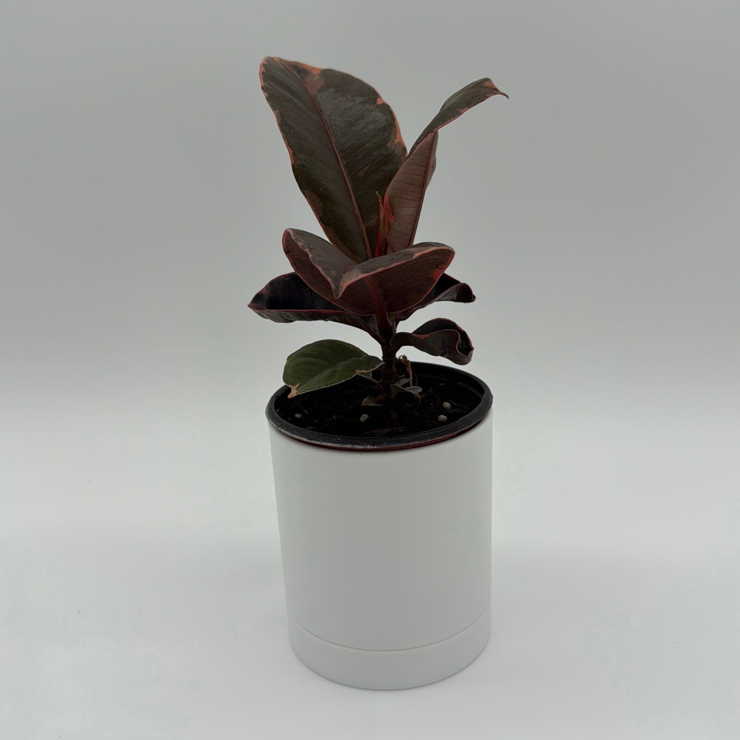 Ficus Elastica Ruby