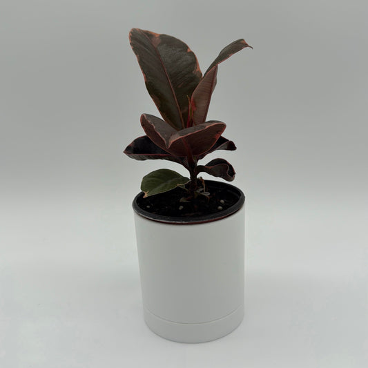 Ficus Elastica Ruby