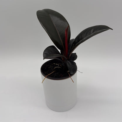 Ficus Elastica Burgundy