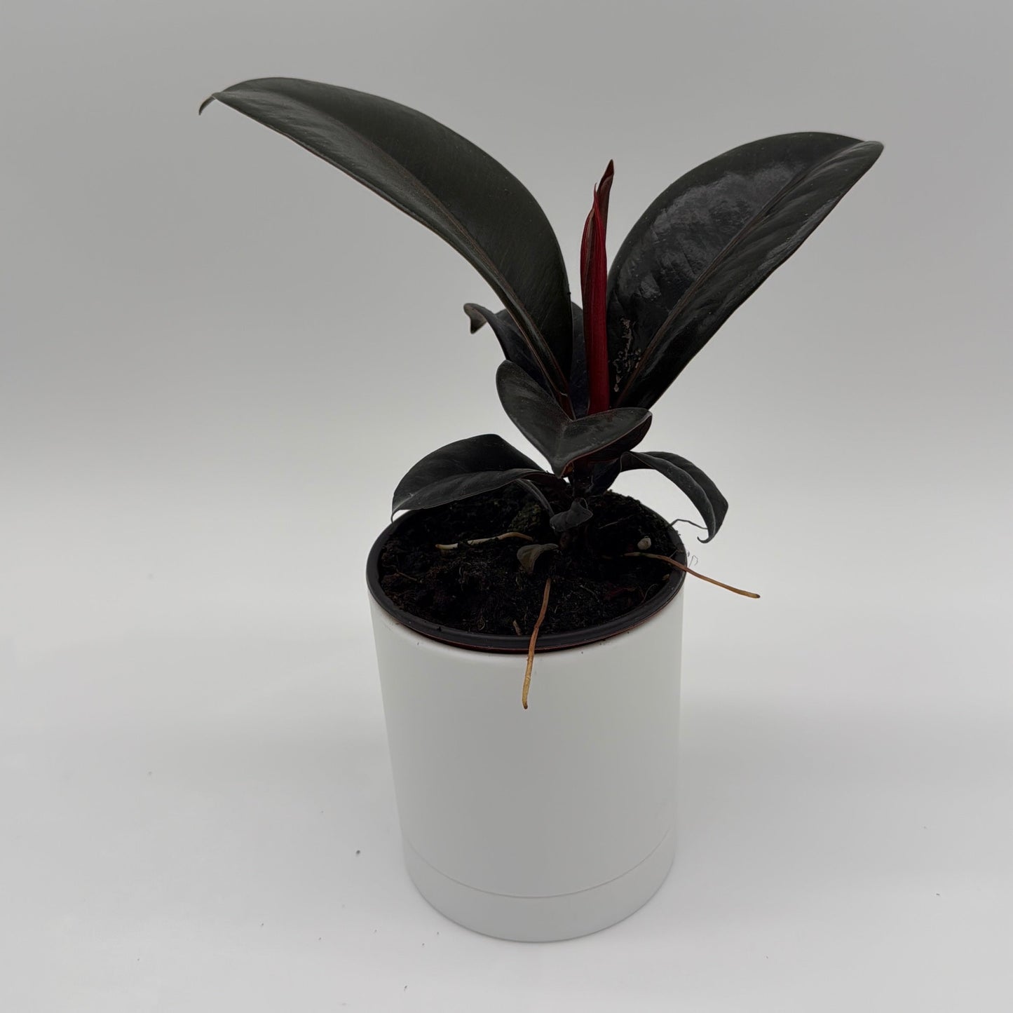 Ficus Elastica Burgundy Indoor Plant