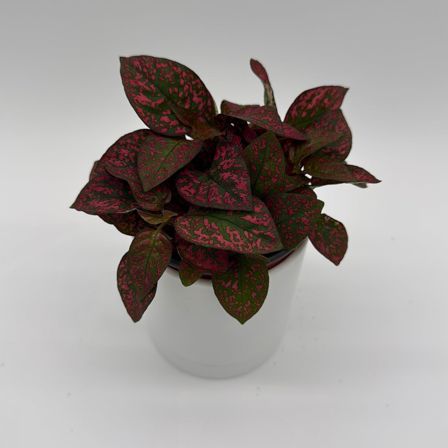 Hypoestes Phyllostachya (Polka Dot Plant)
