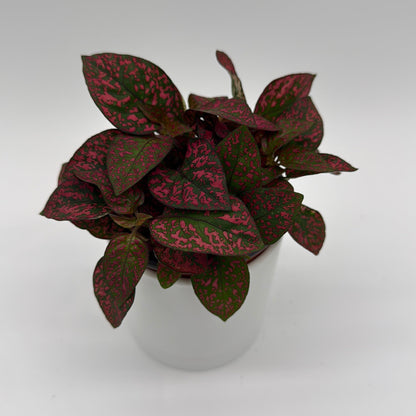 Hypoestes Phyllostachya (Polka Dot Plant)