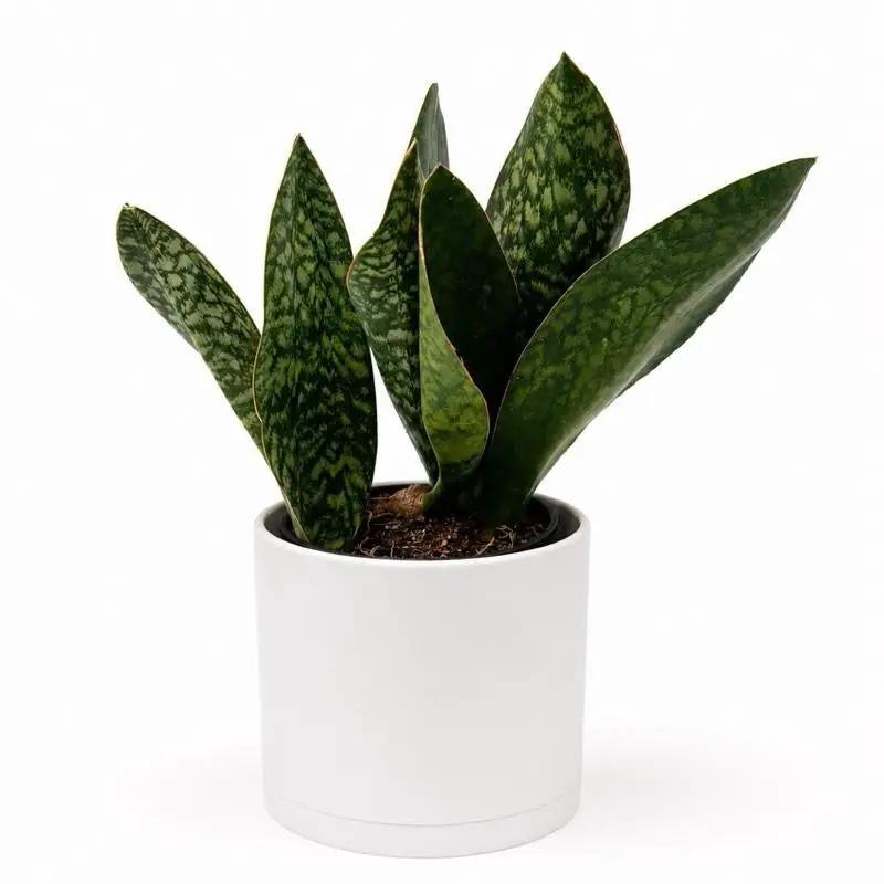 Sansevieria Masoniana Whale Fin plant in a white ceramic pot, RUNOPLANTS potted houseplant on Tampa Home & Garden Store