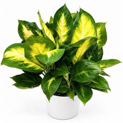 Dieffenbachia Camille indoor plant with variegated creamy yellow center leaves in a white pot on Tampa Home & Garden Store