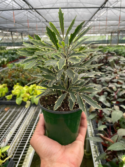 Aralia 'Bianca' variegated houseplant by House Plant Shop in green pot with cream-edged leaves on Tampa Home & Garden Store