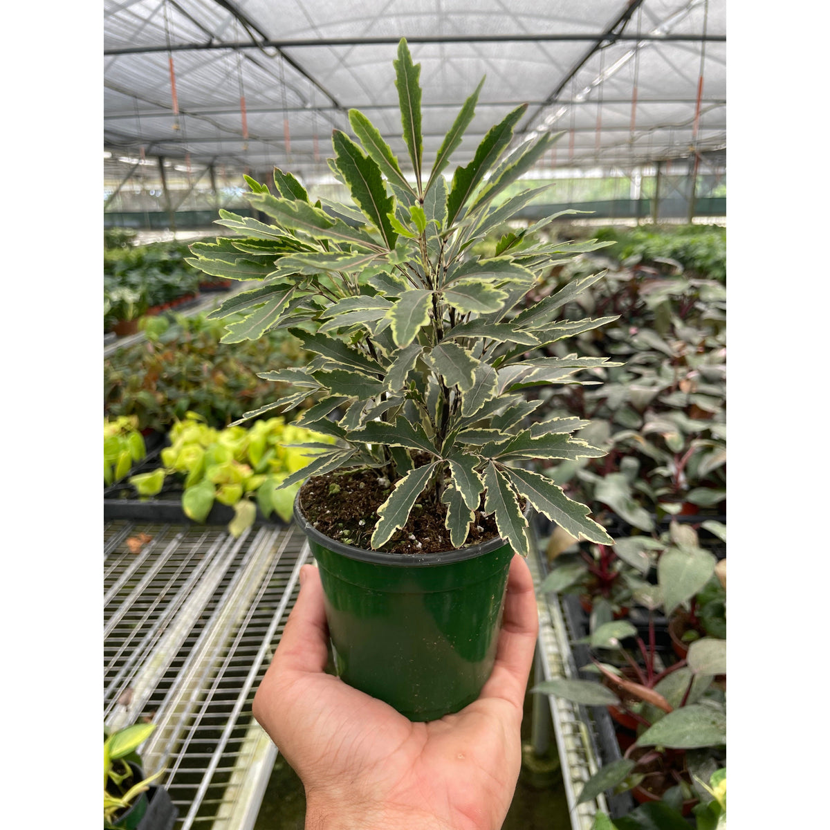 Aralia Bianca indoor plant with variegated green and cream leaves in a pot on Tampa Home & Garden Store