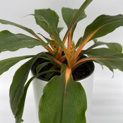 Chlorophytum 'Mandarin' (Fire Flash Spider Plant)