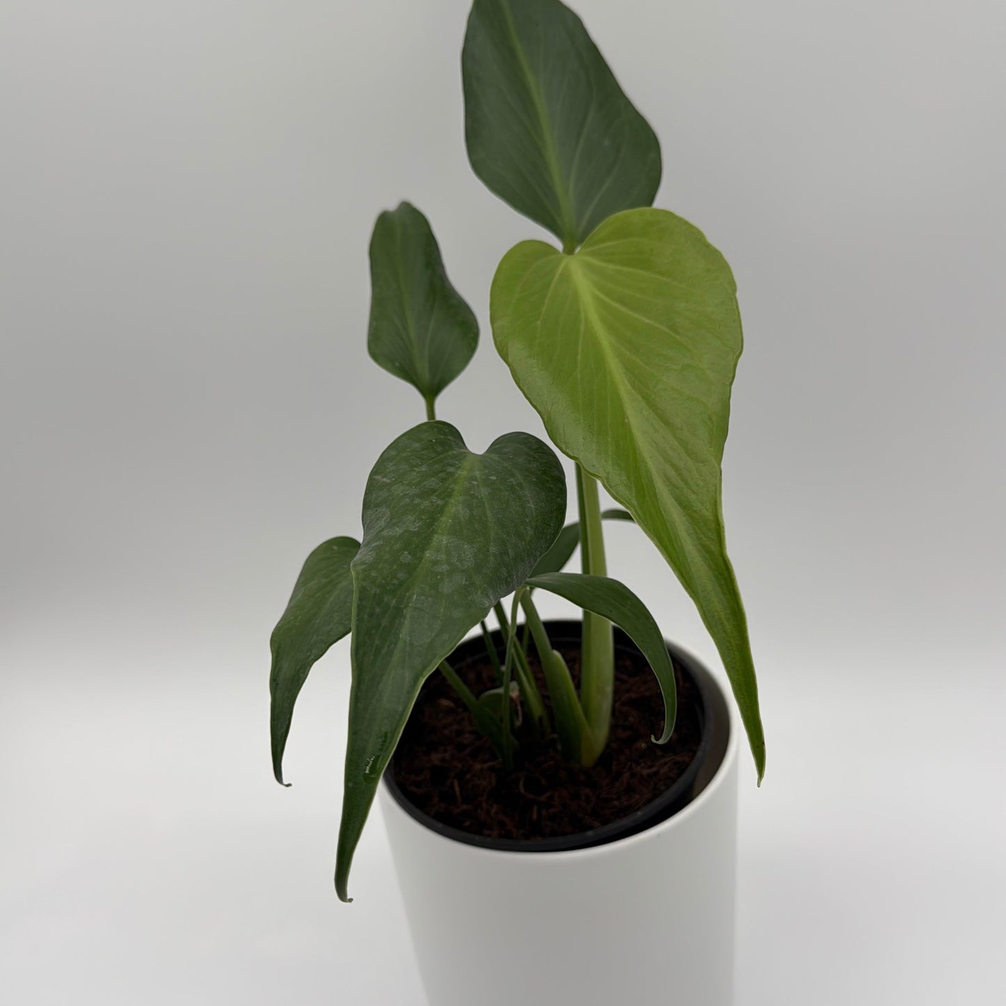 Monstera Burle Marx Flame