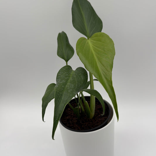 Monstera Burle Marx Flame