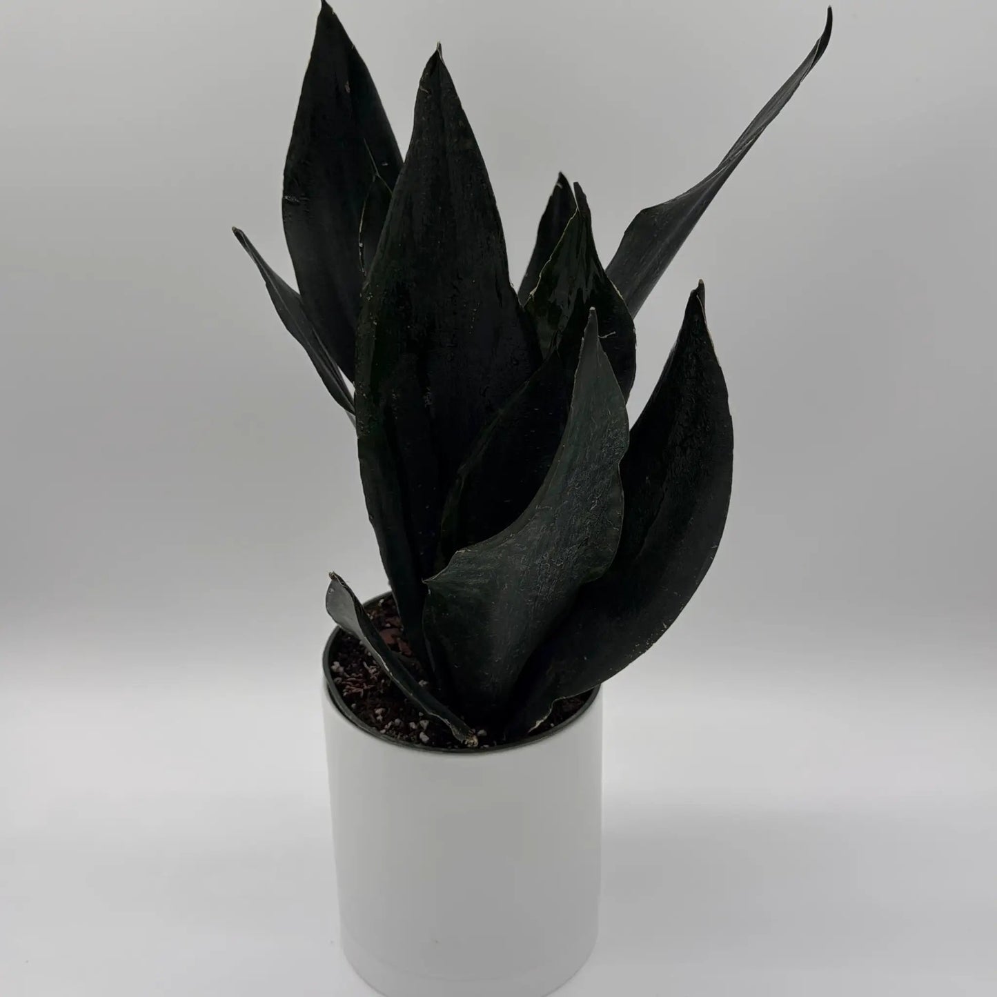 Sansevieria Black Dragon Indoor Plant Durable
