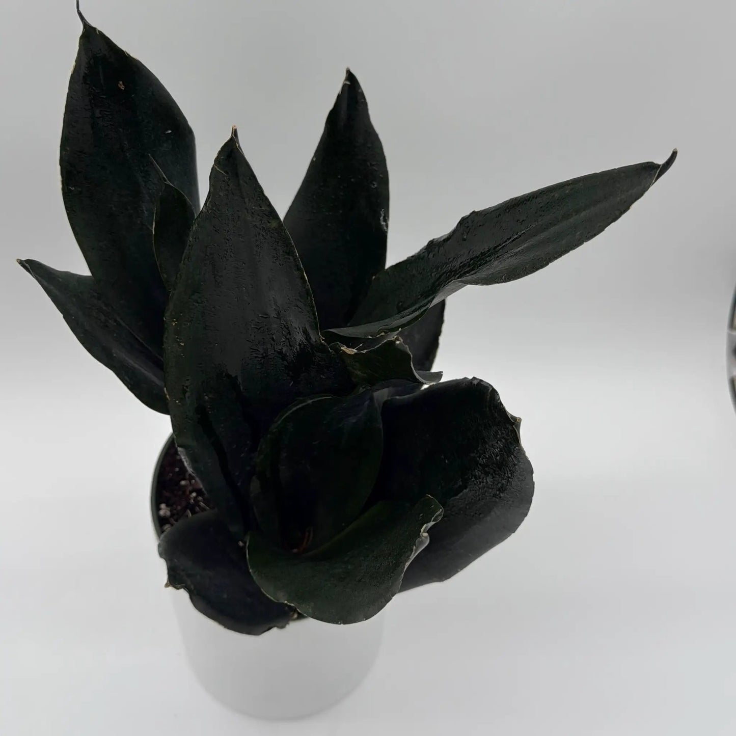 Sansevieria Black Dragon Indoor Plant Durable