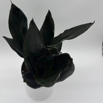 Sansevieria Black Dragon Indoor Plant Durable