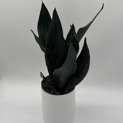 Sansevieria Black Dragon Indoor Plant Durable