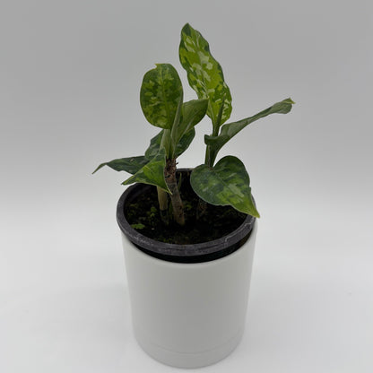 Tricolor Aglaonema Pictum