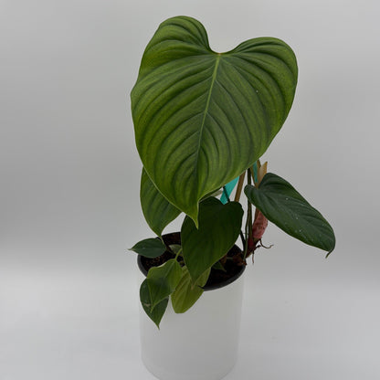 Philodendron Fuzzy Petiole