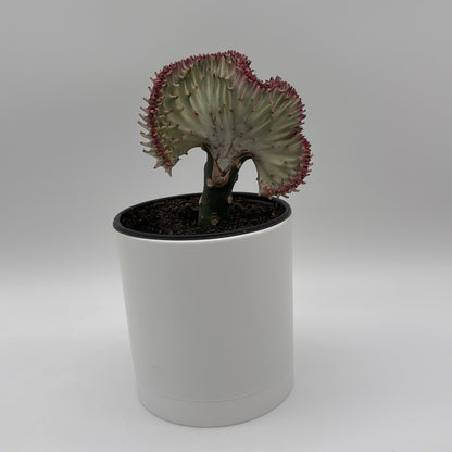 Mermaid Tail Cactus