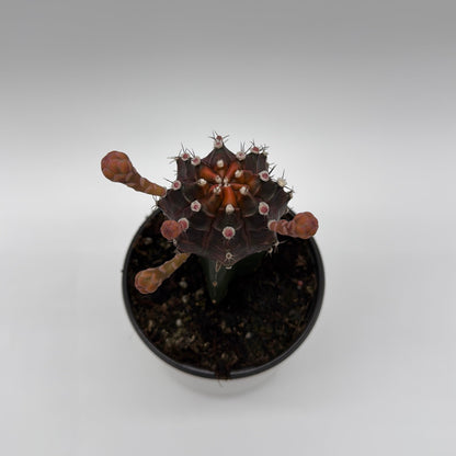 Grafted Moon Cactus Gymnocalycium Mihanovichii