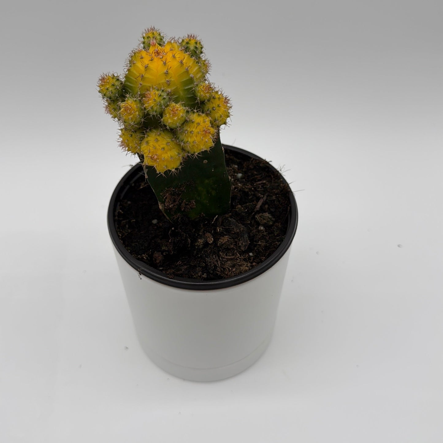 Grafted Moon Cactus Gymnocalycium Mihanovichii