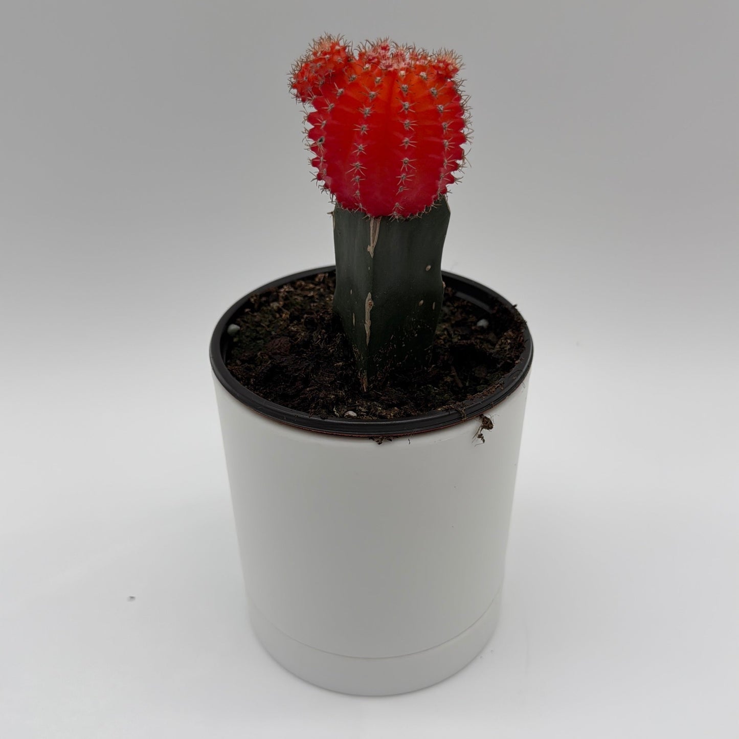 Grafted Moon Cactus Gymnocalycium Mihanovichii