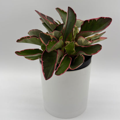 Variegated Peperomia Clusiifolia 'Ginny'
