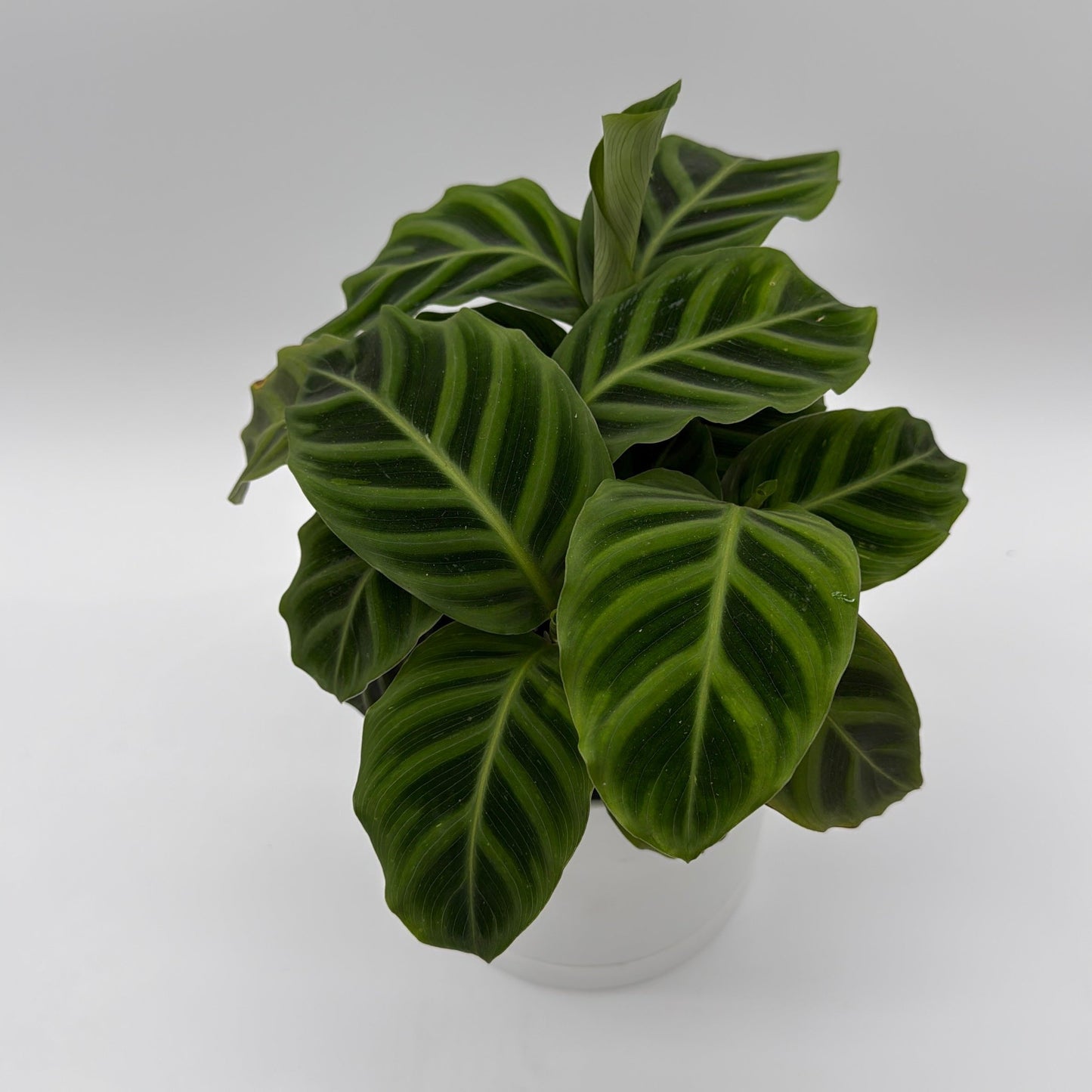 Calathea Zebrina (Zebra Plant)