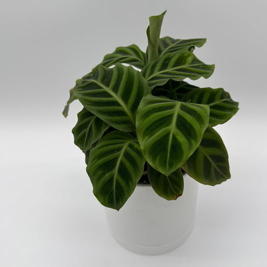 Calathea Zebrina (Zebra Plant)