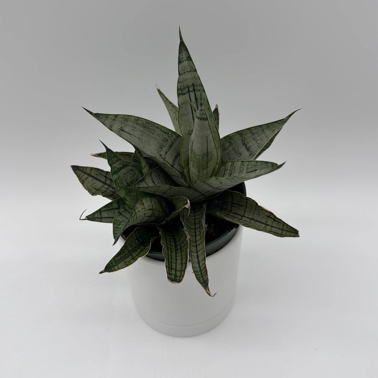 Sansevieria Pagoda 'Lion Heart'