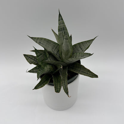 Sansevieria Pagoda 'Lion Heart'