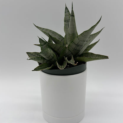 Sansevieria Pagoda 'Lion Heart'