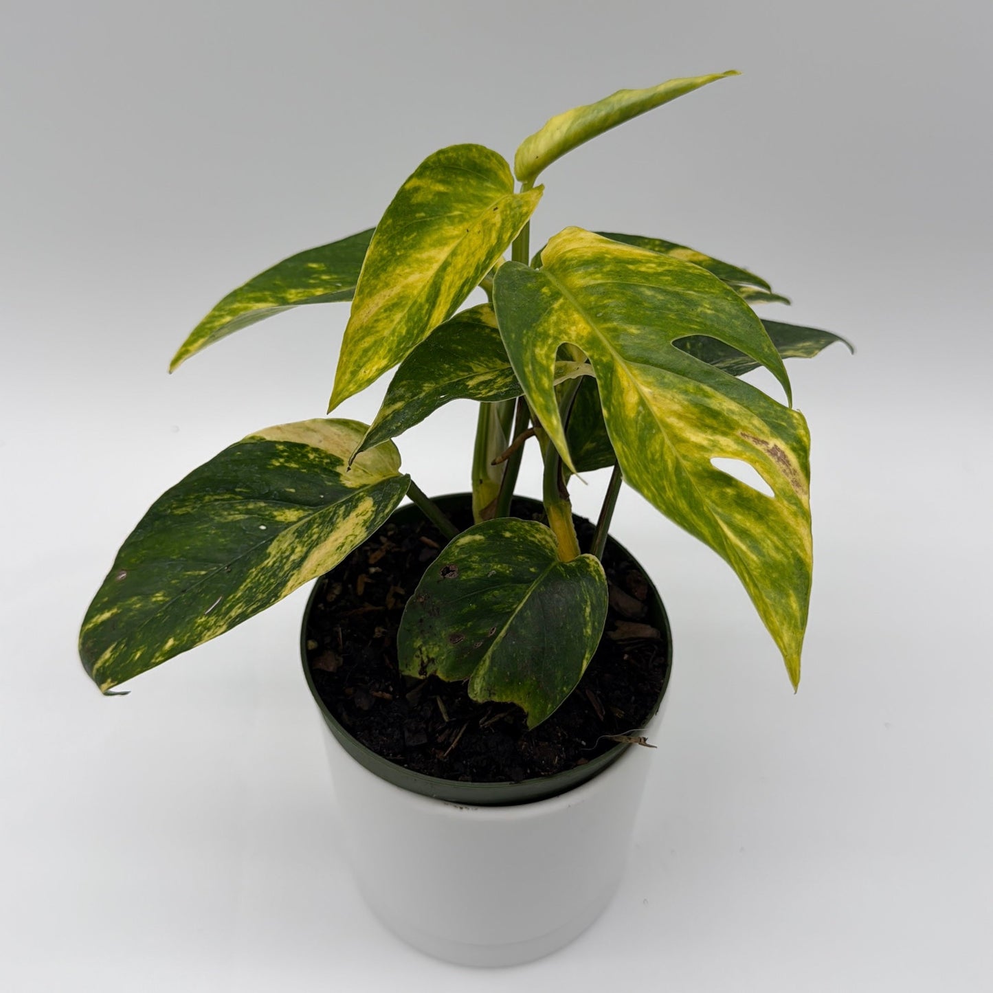 Epipremnum Pinnatum Yellow Flame Plant