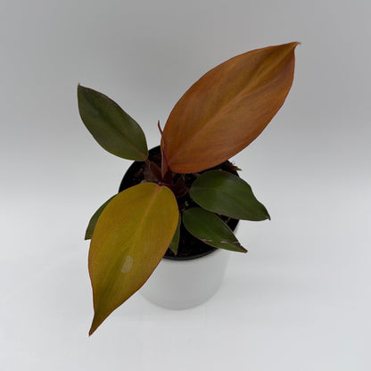 Philodendron 'Red Sun'