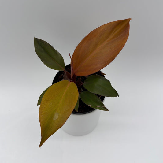 Philodendron 'Red Sun'
